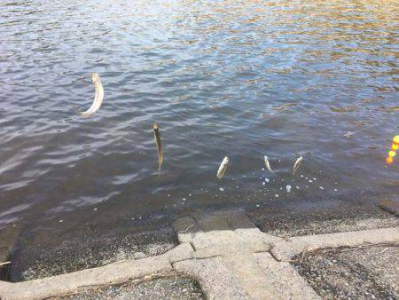 上津ダムのワカサギ、ラストスパート入りか