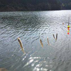 布目ダムのワカサギ、焼却場は渋め