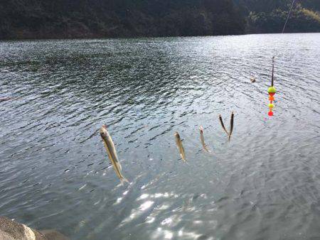 布目ダムのワカサギ、焼却場は渋め