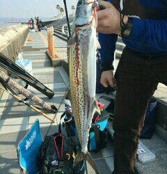 久々のサゴシさん(;´∀`)