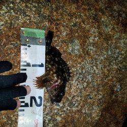 入れ食い泉南メバル