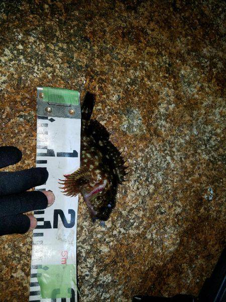 入れ食い泉南メバル