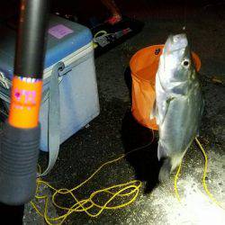 夜釣りでセイゴとハネ