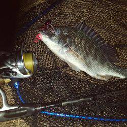 ホンマすっきゃねぇ~