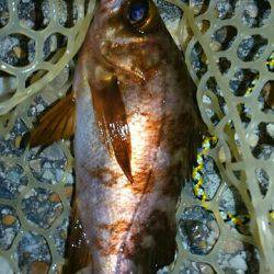 ボラまみれのなか…