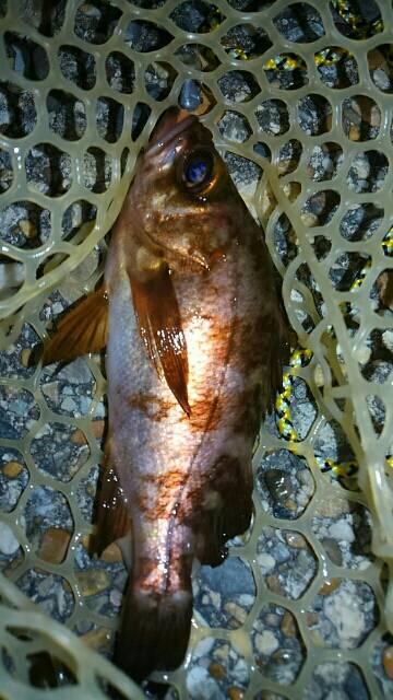 ボラまみれのなか…