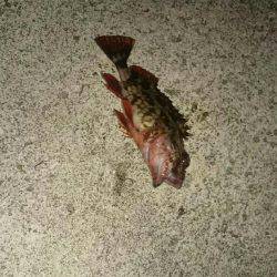 下手くそでしょ❗