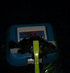 シャローのメバルは何処に！