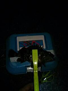 シャローのメバルは何処に！