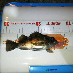 泉南プラッキングメバル