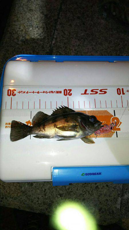 泉南プラッキングメバル