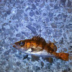 爆風メバリング