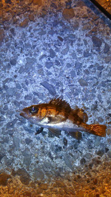 爆風メバリング