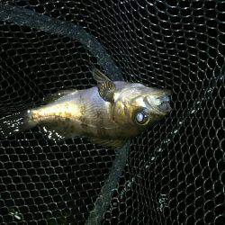 穴釣り後メバリング