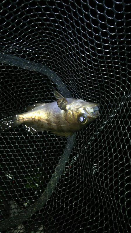 穴釣り後メバリング