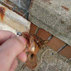 愛するガッシー