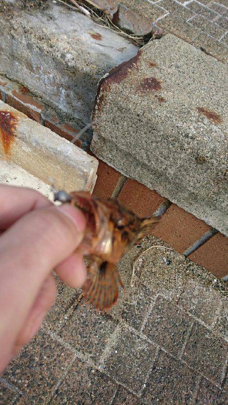 愛するガッシー