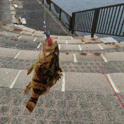 ガッシーは裏切らない♪