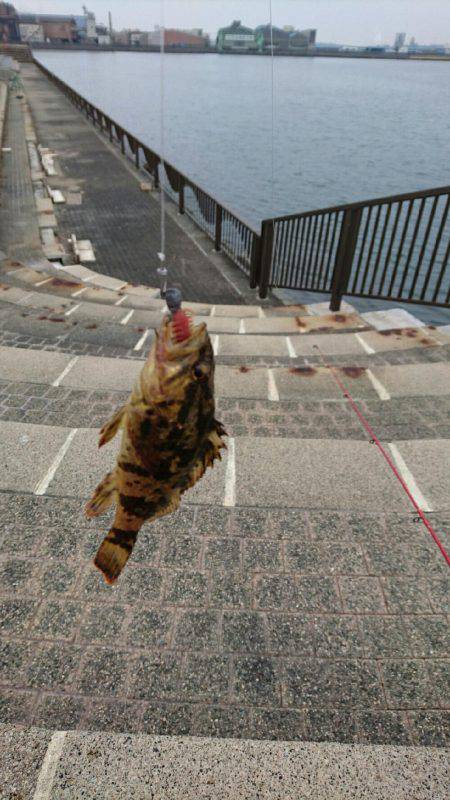 ガッシーは裏切らない♪