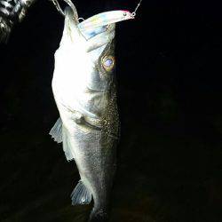 今日はシーバス♪