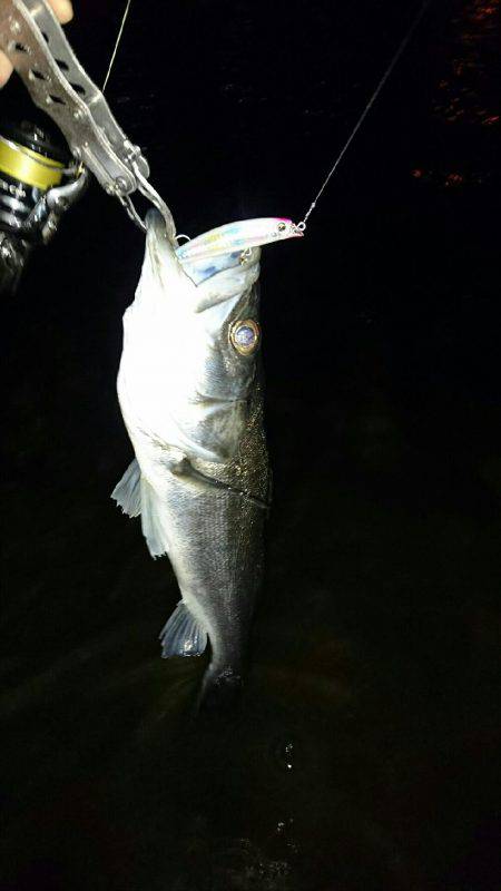 今日はシーバス♪