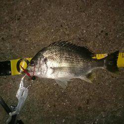 2夜連続チニング釣行in鳴尾