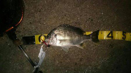 2夜連続チニング釣行in鳴尾