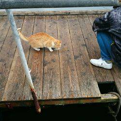 死の海上釣り堀