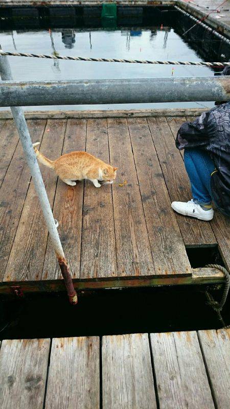 死の海上釣り堀