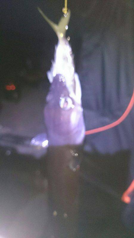 アオリイカボウズ