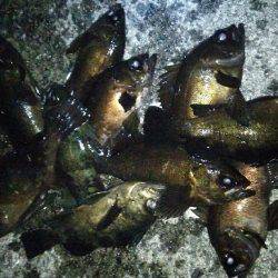 ブルーバック連発！