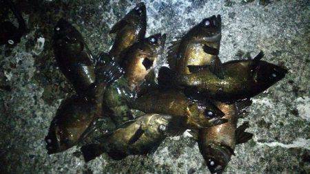 ブルーバック連発！