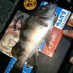 朝マヅメメバリング