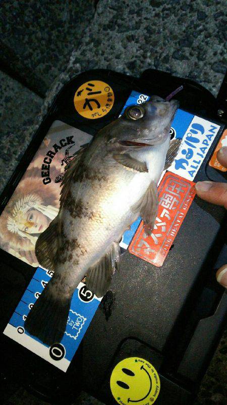 朝マヅメメバリング