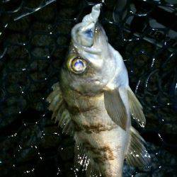 オンスタックルさんのラウンドトリップに参加して来ました！