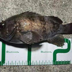 プラッキングメバル