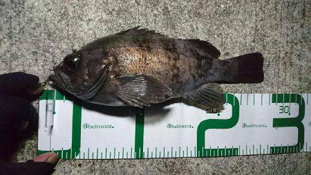 プラッキングメバル