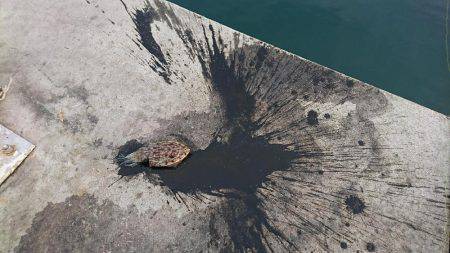 本命以外にみんなの思いも釣り上げました‼️…