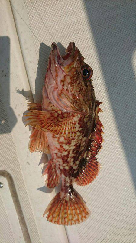 紀北沖ひとつテンヤ