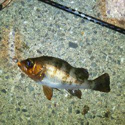 爆風メバリング