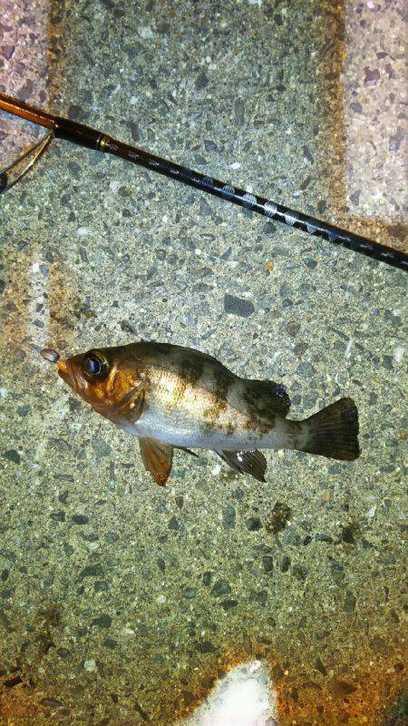 爆風メバリング