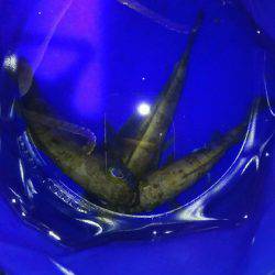 激渋プラッキングメバル