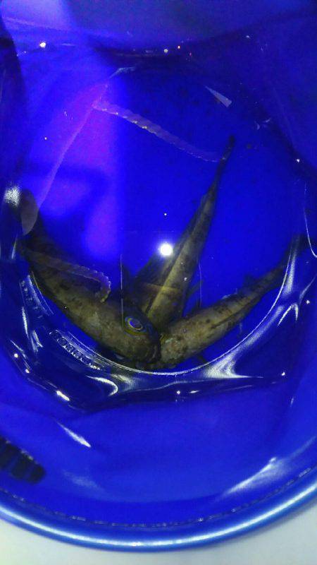 激渋プラッキングメバル