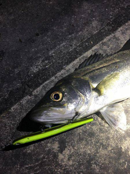 バチ抜けシーバス