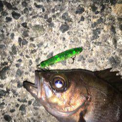 プラッキングメバル