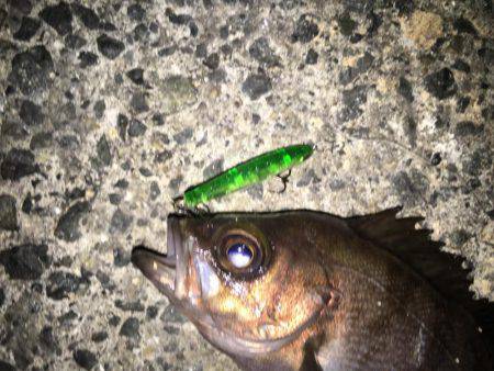 プラッキングメバル