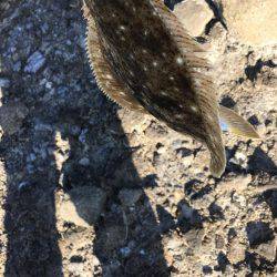 ヒラメまだいます