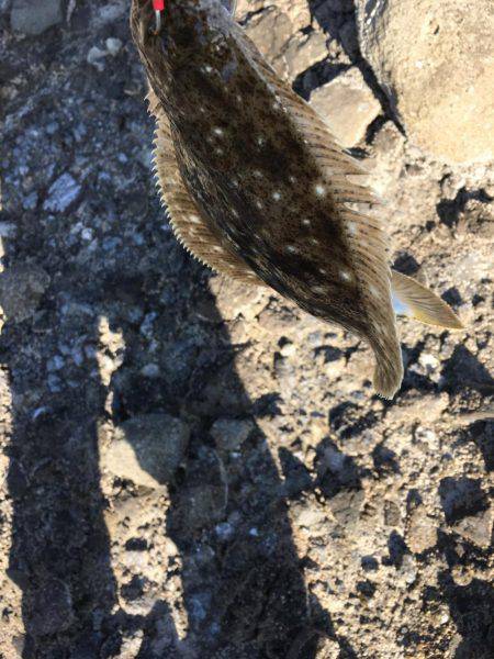 ヒラメまだいます