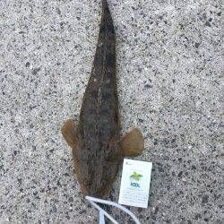 マゴチ釣れました