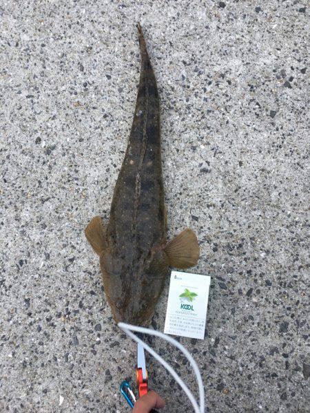 マゴチ釣れました